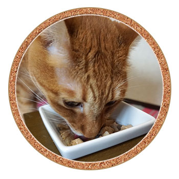 ウリナリーアクティウェット 100g