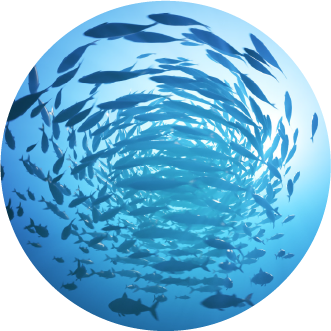 魚の大群