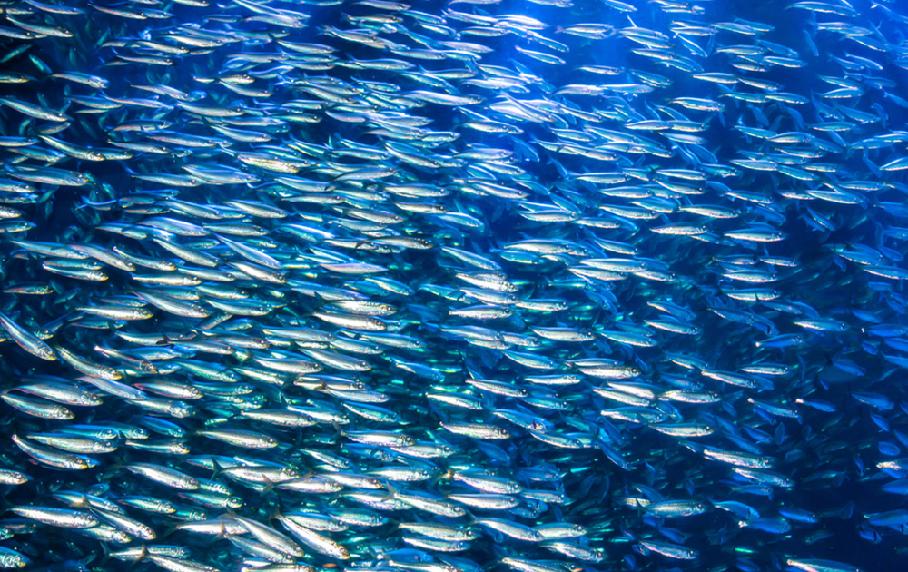 魚群