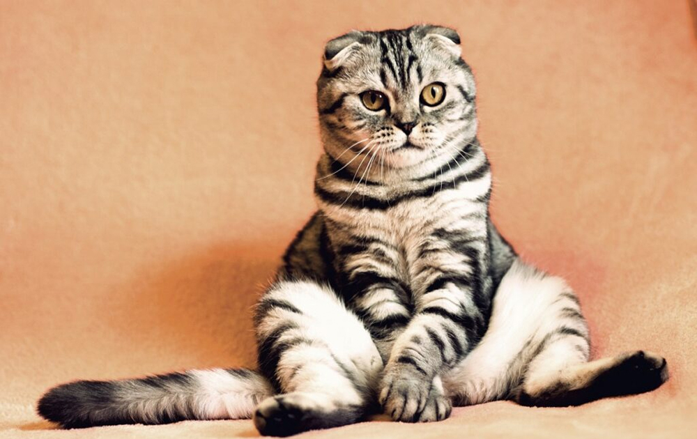 猫