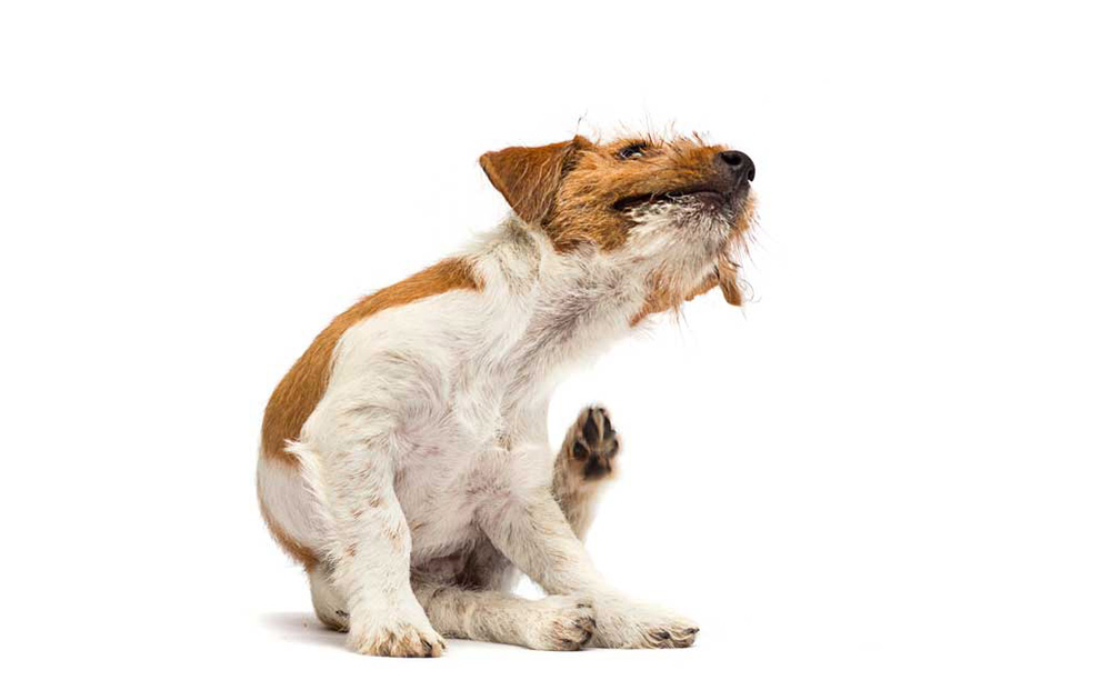 痒がる犬