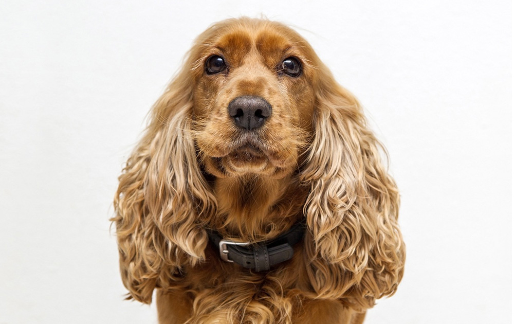 犬の耳炎