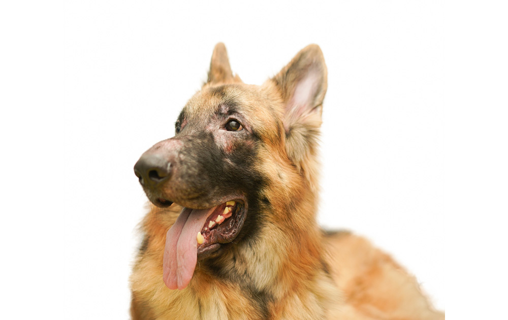 犬の皮膚病