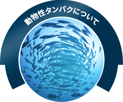 動物性タンパクについて